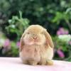 More images for กระต่ายน่ารัก » Https Encrypted Tbn0 Gstatic Com Images Q Tbn And9gcs3xz7kzachix1kehq1wkn Ukrwb7oprqa Kij7xtgjkdcyxcir Usqp Cau