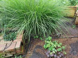 Image result for Miscanthus