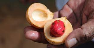 Dan seperti diketahui juga, buah pala memang sering menjadi campuran minuman. 12 Manfaat Buah Pala Untuk Kesehatan Tak Kalah Dari Kunyit