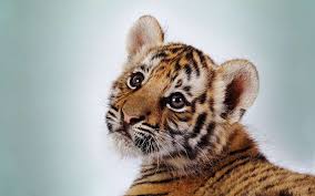 download bilder fur das handy tiere tigers kostenlos 48229 download bilder fur das handy tiere