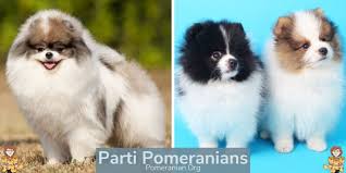 Complete List Of All Pomeranian Colors Photos And Details