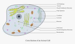 They convert genetic material into protein. Animal Cell Labelled Clip Arts Animal Cell Labeled Gcse Hd Png Download Kindpng