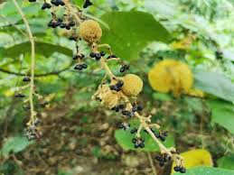 pin on 白背叶根 野桐 根 柔肝活血 健脾化湿 收敛固脱 叶 消炎止血