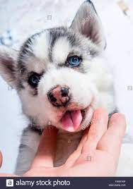 Husky syberiano blanco de ojos azules white syberian husky, blue eyed she has now instagram! Cute White Husky Puppy With Blue Eyes Dogs Life Beds