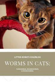 Worms In Cats Tapeworms Roundworms Hookworms Litter Robot Blog Cats Litter Robot Roundworm