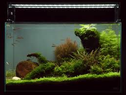 While challenging, creating your first aquascape as a beginner, can be a lot of fun. Aquascape Tutorial Guide