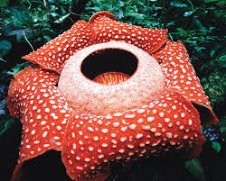 Check spelling or type a new query. 7 Flora Dan Fauna Terbesar Di Dunia Sangat Unik Lho
