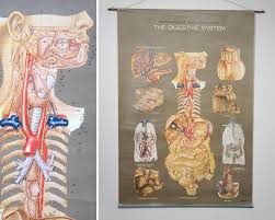 1950s frohse digestive system anatomy wall chart