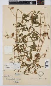 Image result for Crotalaria barkae