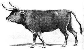 Nu este vorba de dinozauri, urși de peșteră sau tigri cu colți pumnal. Top 10 Animale DispÄrute Din Romania