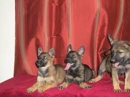 German shepherd puppies available now for sale. Adorable German Shepherd Puppies Price Reduced For Sale In Waukesha Wisconsin Classified Americanlisted Com