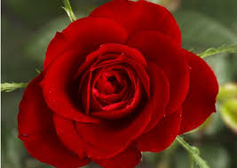 Maybe you would like to learn more about one of these? Top 20 Most Beautiful Flowers Commonly Found In India World Blaze