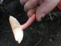 Image result for Russula mariae