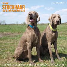 It's long, thick coat is great for cold, wet hunting days. The Stockhaar Weimaraner