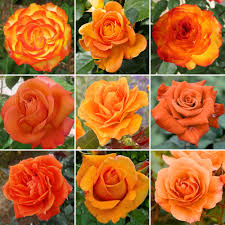 We did not find results for: Orange Potted Rose Garden Plant For Sale Free Uk Delivery
