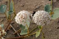 Image result for Euphorbia crebrifolia