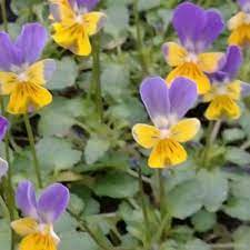 Floyd w stradling · eleanor r stradling · greg p french · john stephens · brittany a matelski · benjamin g matelski · kimberly k matelski. Cherry Hill Greenhouse Home Facebook