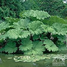 Image result for Gunnera