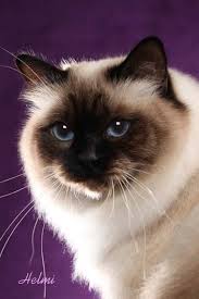 Www Tica Org Best Birman Cat Iw Sgc Kissyfurs Its My Party Paws Seal Point G Birman Cat Ideas Of Birman Cat Birmanca Birman Cat Cats Birman Cats For Sale