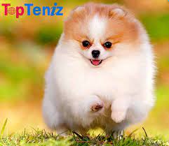 Top 10 Smallest Dog Breeds In The World Topteniz Top 10 Cutest Animals Cute Animals Small Dog Breeds