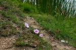 Image result for Ipomoea welwitschii
