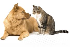 If the average reading is between 160 and 180 and your vet indicates that's a believable number, then the cat is at moderate risk of organ damage. Systemic Hypertension In Dogs Cats Cvca