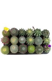 Purchase the assorted large cactus print wall sign by ashland® at michaels.com. Trays Cactusshop Com