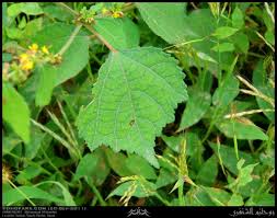 Image result for Triumfetta pentandra