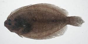 Image result for Pseudobromus