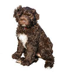In 1958, two portuguese water dogs entered the united states in a rare breed exchange program. Pwd Foundation Inc