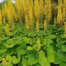 Image result for Ligularia sibirica