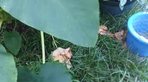 Planting your elephant ear bulbs. Mammoth Elephant Ear