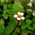 Image result for Bidens biternata
