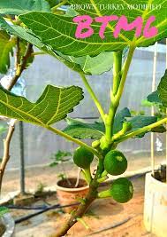 Bila ingin membeli pastikan varieti yang kita pilih adalah jenis common fig. Norash Farm Jenis Pokok Tin Yg Terbaik Utk Org Baru Nk ÙÙŠØ³Ø¨ÙˆÙƒ