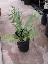 Image result for Encephalartos umbeluziensis
