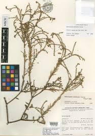 Image result for Euploca katangensis