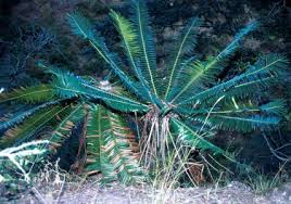 Image result for Encephalartos chimanimaniensis