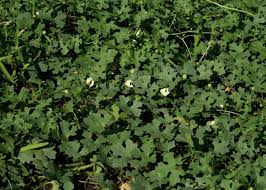 Image result for Momordica balsamina