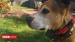 We always provide the best quality products to its valuable customers. Electric Shock Collars For Pets To Be Banned Bbc News