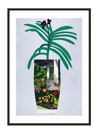 Image result for Zornia pratensis