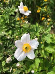 Japanese Anemones Japanese Anemone Anemone Foliage