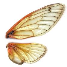 Black And White Insect With Wings Uk Wings Insect Art Insect Wings Insects