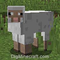 See full list on wikihow.com How To Shear A Sheep In Minecraft