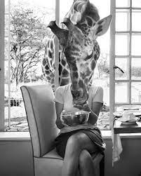 National Geographic Fine Art On Instagram Now Available For Purchase In Our Fine Art Galleries Girafternoon Tea Giraffe Manor Nairobi Art Fine Art Gallery