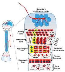 Determination Of Epiphyseal Union Age In The Knee And Hand Joints Bones  Among The Saudi Population In Taif City - Aljuaid - 2018 - Radiology  Research And Practice - Wiley Online Library