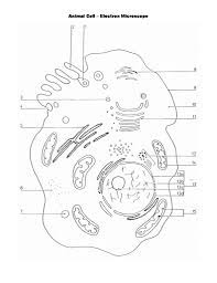 We did not find results for: Animal Cell Electron Microscope Worksheet Animal Cell Structure Cell Diagram Animal Cells Worksheet