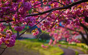 We would like to show you a description here but the site won't allow us. Spring Nature Wallpaper 12801024 Spring Wallpaper Hd Spring Desktop Wallpaper Spring Wallpaper