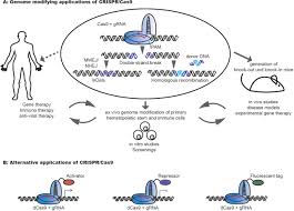 This grant is to fund a cancer screening project to be implemented between april 2020 and january 2021. Crispr Cas9 A Tool For Immunological Research Hochheiser 2018 European Journal Of Immunology Wiley Online Library