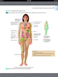 Principles Of Anatomy And Physiology Chapter 22 The Lymphatic System And Immunity 3 Book Pg 877 Lymphatic System Red Bone Marrow Lymphatic