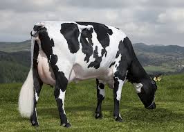 Black And White Cow Breeds Australia Holstein Cattle Google Search Animals Holstein Cows Cattle